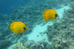 Aegypten_52