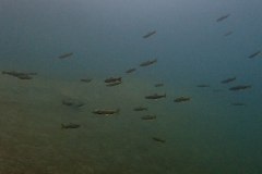 FS_2022_027