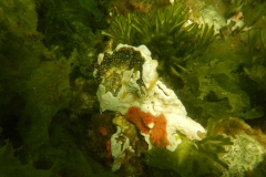 Holland_077