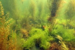 Holland_082